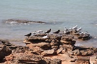 Pied oystercatchers Bengaalse sterns en Silver Gulls, Broome Bird Observatory