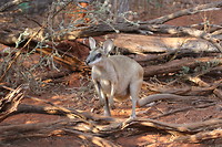 Agile Wallaby, Broome Bird Observatory