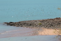 Steltlopers bij hoogwater, Broome Bird Observatory