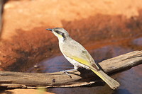 Singing Honeyeater, Broome Bird Observatory