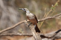 Little Friarbird, Broome Bird Observatory