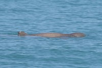 Snubfin dolphin, Broome