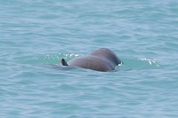 Snubfin Dolphin, Broome (2)