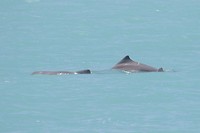 Humpback Dolphins,  Broome
