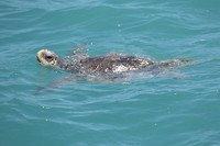 Sea Turtle, Broome