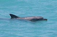 Indo-pacific bottlenose dolphin, Broome (2)