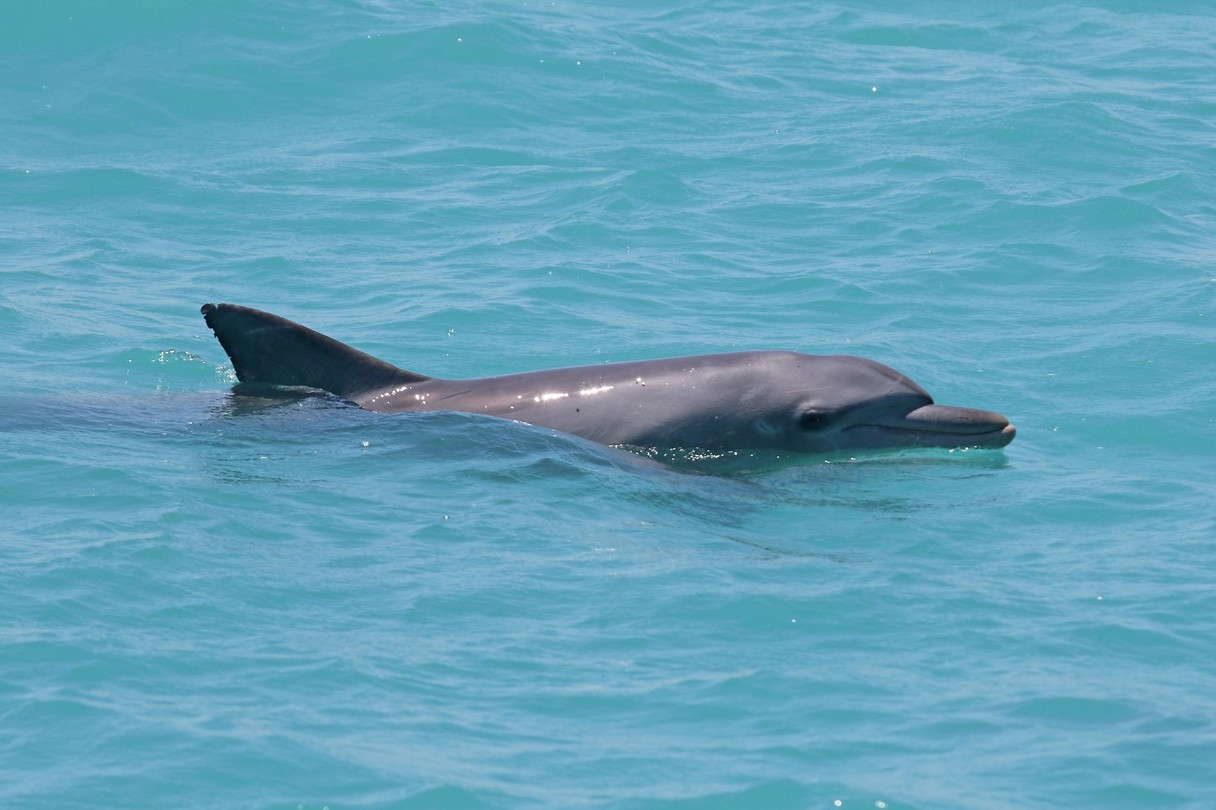 Indo-pacific bottlenose dolphin, Broome (2)