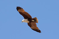 Brahminy kite, Broome