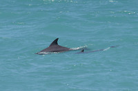 Indo-pacific Bottlenose Dolphin, Broome