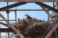 Juveniele Visarend op nest, Broome