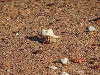 Heremietkreeftje, Broome
