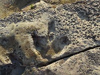 Pootafdruk dinosaurus, Broome