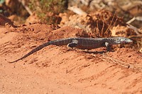 Perentie (varaan), Eighty Mile Beach