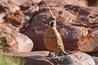 Spinifex Pigeon, Millstream Chichester NP