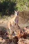 Euro, Millstream Chichester NP