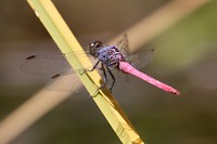 Libel, Millstream Chichester NP