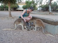 Red Kangaroos, Bullara Station