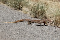 Sand Goanna, Karijini NP
