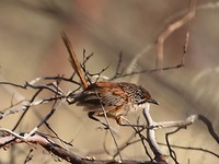 Striated Grasswren, Mt Nameless, Tom Price