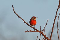 Crimson Chat, Karijini NP