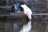 Little Corella, Karijini NP