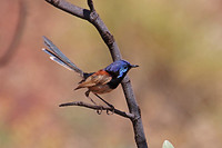 Variegated Fairywren, Karijini NP