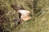 Brown Falcon met prooi, Oxer lookout, Karijini NP