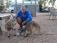 Red Kangaroos, Bullara Station (2)