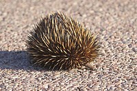Short-beaked Echidna, Cape Range NP