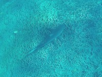 Rifhaai, Coral Bay, Ningaloo Marine Park