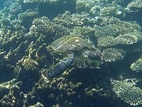 Zeeschildpad, Coral Bay, Ningaloo Marine Park