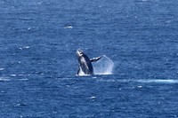 Bultrug, Ningaloo Marine Park