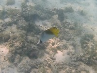 Threadfin Butterflyfish, Turqoise Bay, Ningaloo Marine Park
