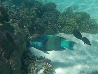Snorkelen in Turqoise Bay, Ningaloo Marine Park