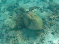 Zeeschildpad, Turquoise Bay, Ningaloo Marine Park