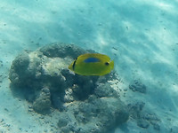 Bluespot Butterflyfish, Turqoise Drift, Ningaloo Marine Park