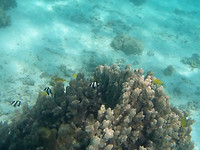 Parrotfish en Humbug Dascyllus, Turqoise Drift, Ningaloo Marine Park