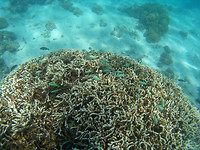 Snorkelen Turqoise Drift, Ningaloo Marine Park