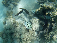 Snorkelen Turqoise Drift, Ningaloo Marine Park (2)