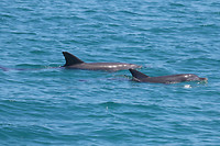 Indo-pacific Bottlenose Dolphins, Coral Bay, Ningaloo Marine Park