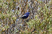 White-winged fairywren, Magrove Bay, Cape Range NP