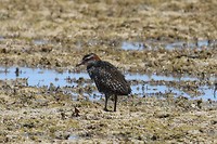 Buff-banded Rail, Mangrove Bay, Cape Range NP
