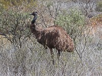 Emoe, Cape Range NP