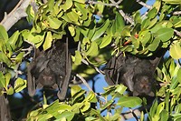 Black Flying Fox, Yardie Gorge, Cape Range NP