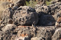 Black-footed Rockwallaby, Yardie Gorge, Cape Range NP