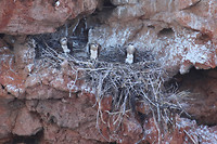 Visarendnest, Yardie Gorge, Cape Range NP