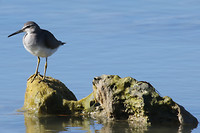 Siberische grijze ruiter, Mangrove Bay, Cape Range NP