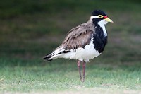 Banded Lapwing, Coral Bay