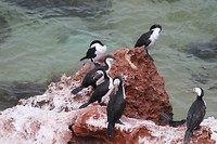 Pied Cormorants, Skipjack Point, Francois Peron NP