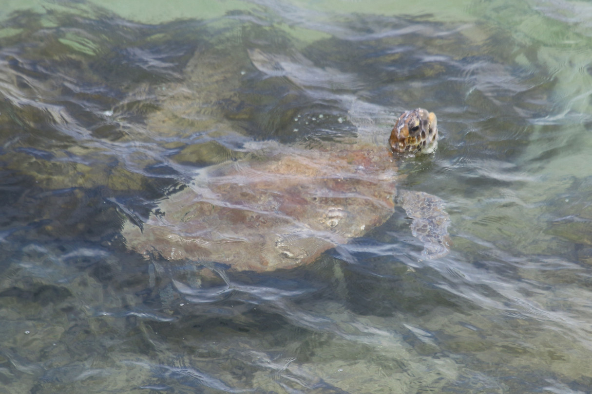 Green Turtle, Skipjack Point, Francois Peron NP